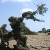 2_erdekes noveny